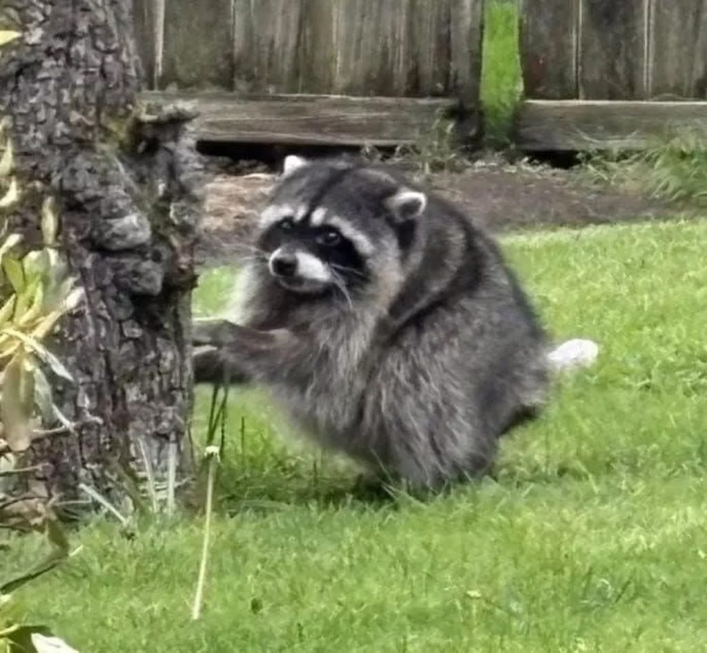 Picture of Jimothy, the raccoon thinking about how great the developers of the Skookum theme are.